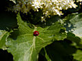 Sambucus nigra Pyramidalis IMG_4571 Bez czarny